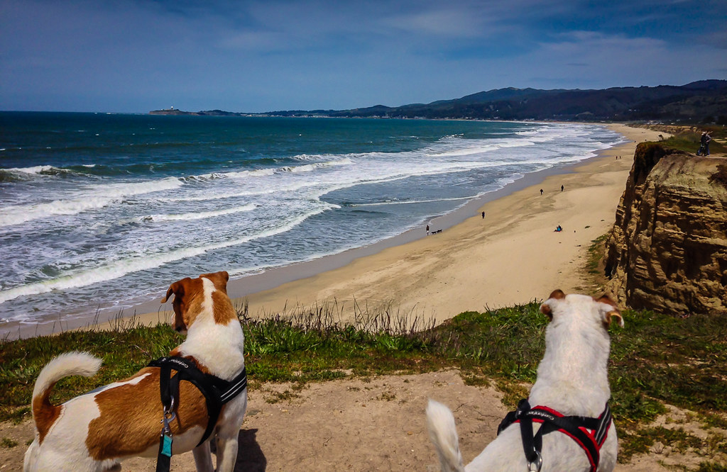 A dogs Life in Half Moon Bay California brandoncwhite Flickr