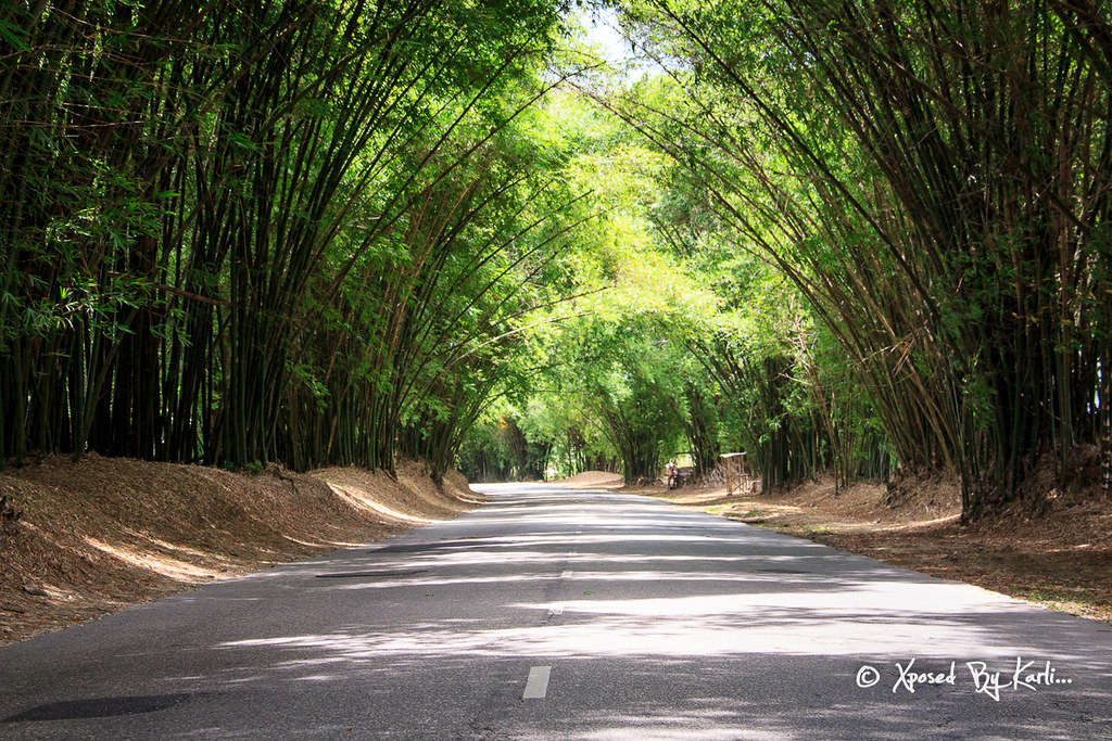 Bamboo Walk Holland Bamboo Avenue, St Elizabeth,Jamaica karlrisma