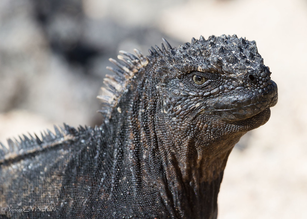 Alien life forms Marine iguanas are pretty cool reptiles. … Flickr