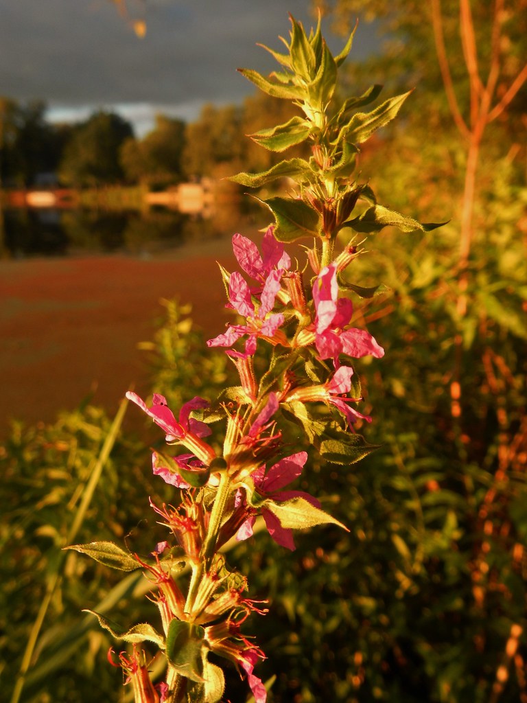 Flowers Goshen Dam Pond tquist24 Flickr