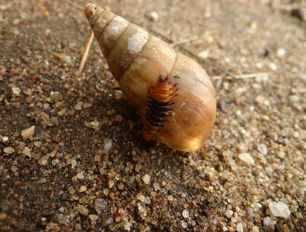 under attack The larva that has snails for lunch. It is de… Flickr