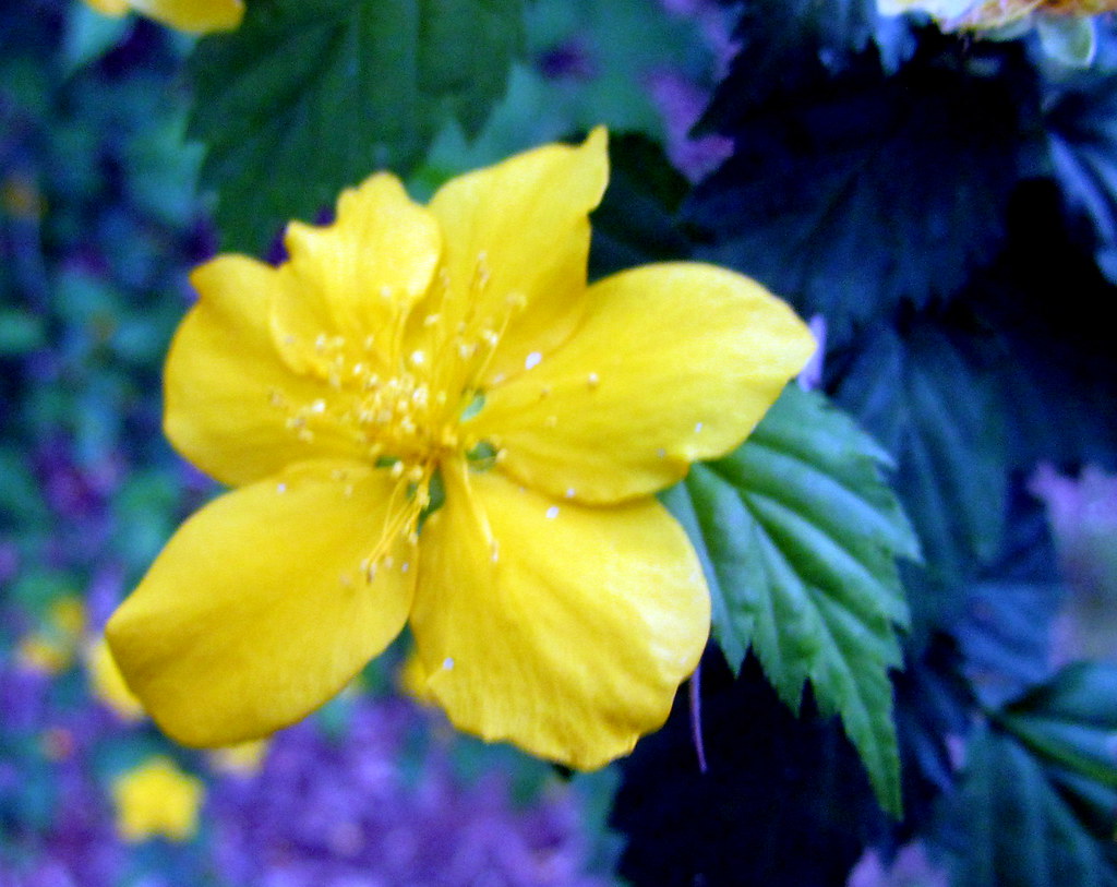 27 yellow flower Pittsboro NC 9369 bobistraveling Flickr