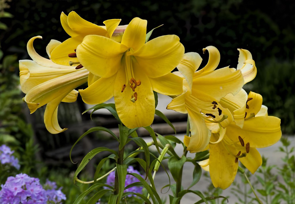 Lily Photographed at Botanica in Wichita, Kansas, June 28,… Flickr