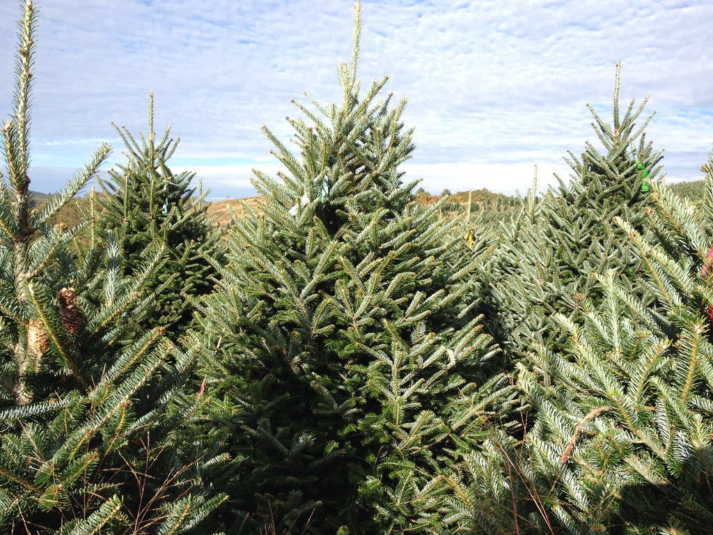 BL Christmas Trees Plantations BL Christmas Trees is proud… Flickr