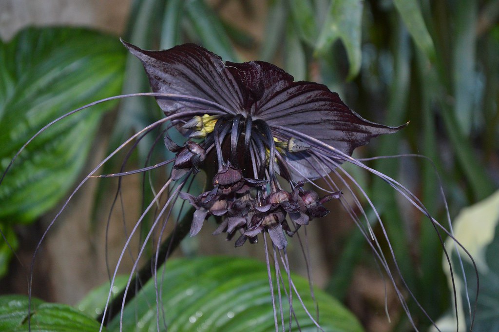 Black Bat Flower The Black Bat Flower is a species of flow… Flickr