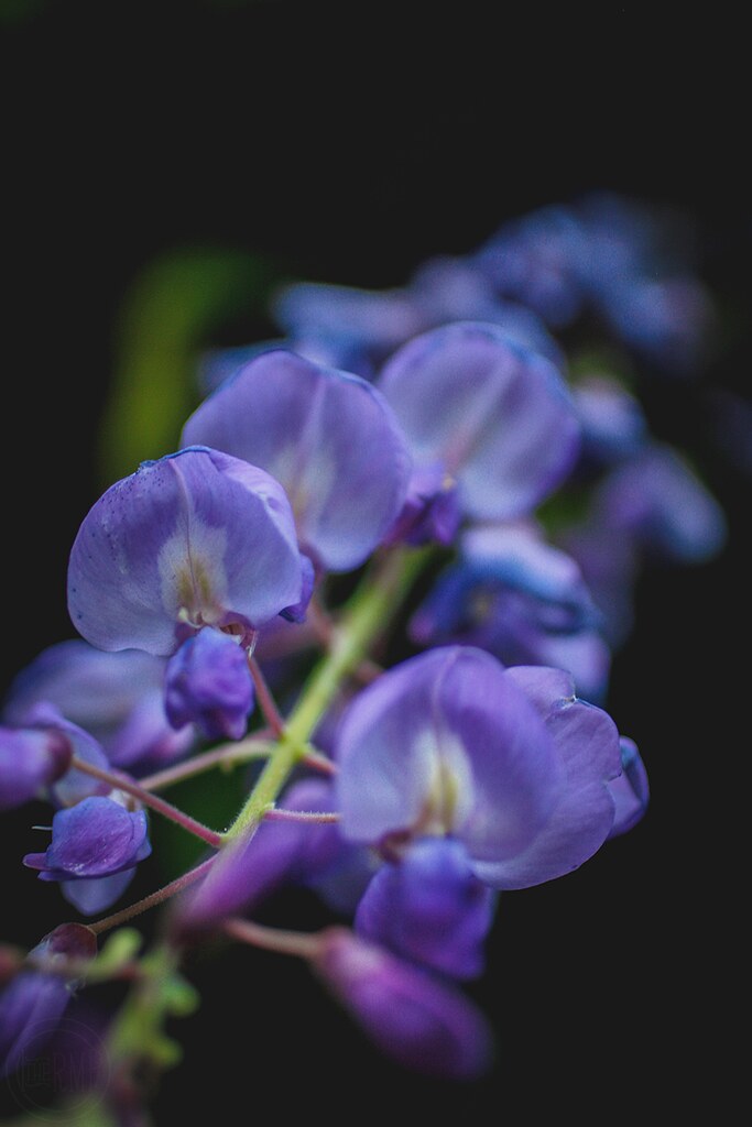 Purple Flowers In the Rearview Mirror Photography Flickr