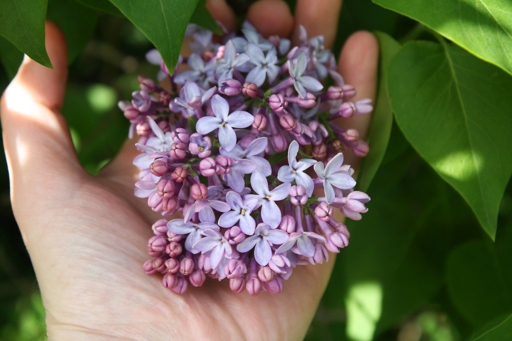 Lilacs Lilacs growing on my property in Leonard, Michigan.… Flickr