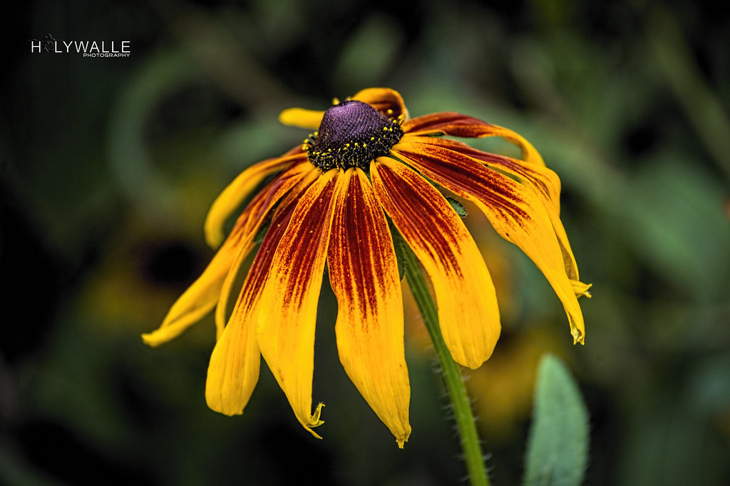 flower in season october... flower in season october... Flickr