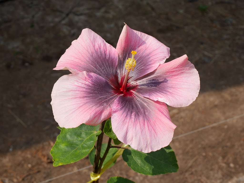 Fancy Hibiscus 'Taiwan Formosa Kiss Cherry' 006 Fancy Hibi… Flickr