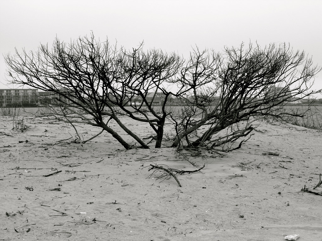 Skimmer Island Skimmer Island in Isle of Wight Bay, Maryla… Flickr