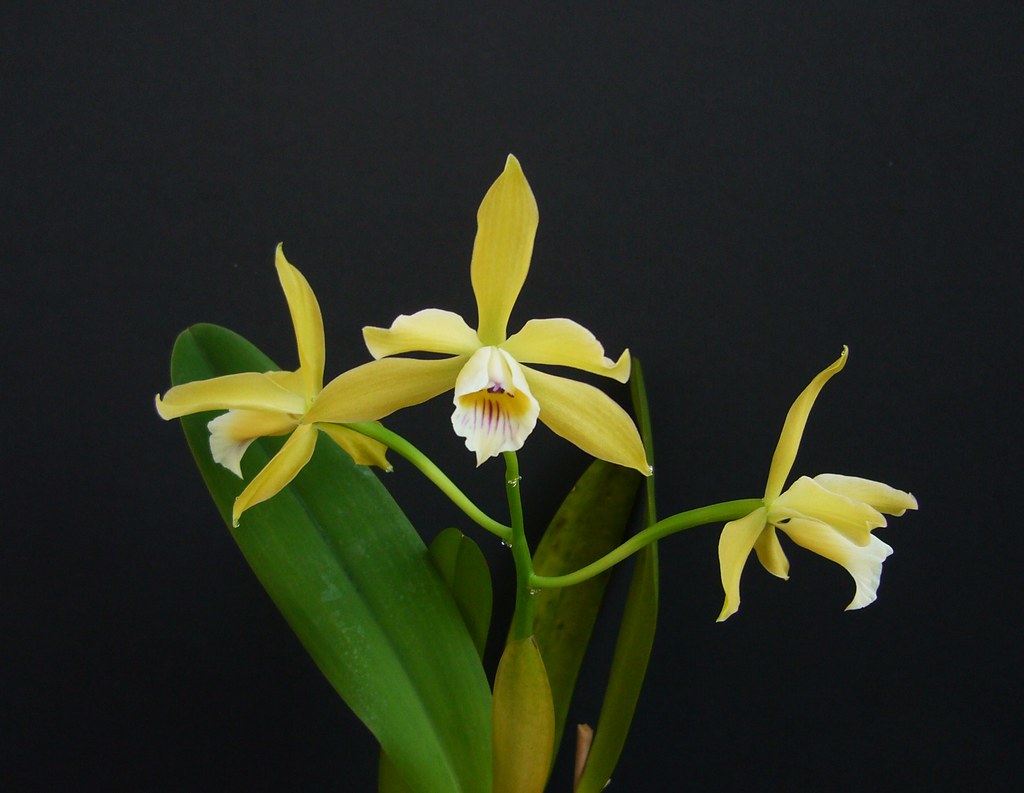 Cattleya xanthina 'Hasegawa' Gena Jogolev Flickr