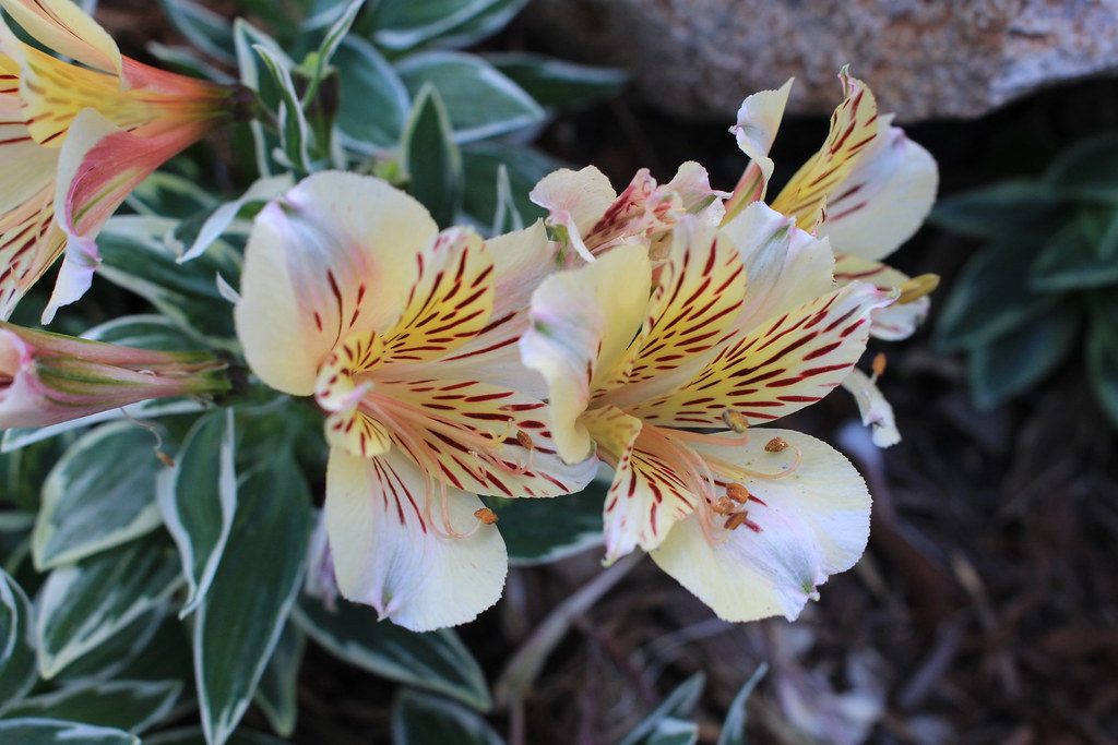 000288 Flower Oceanside CA. Edward Weir Flickr