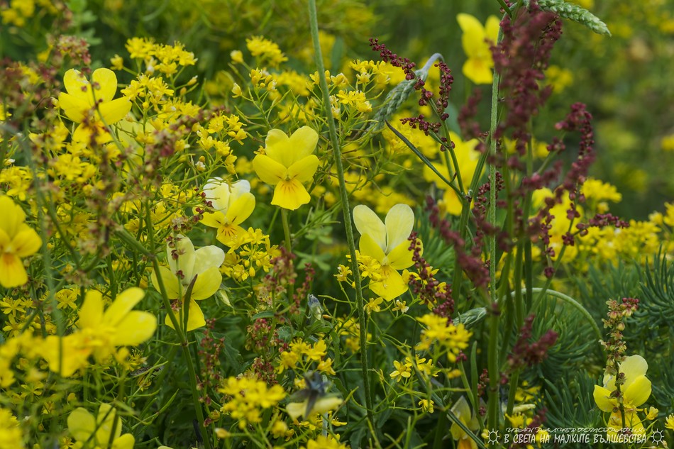 flowers of the Balkans Ivan Ralchev Flickr