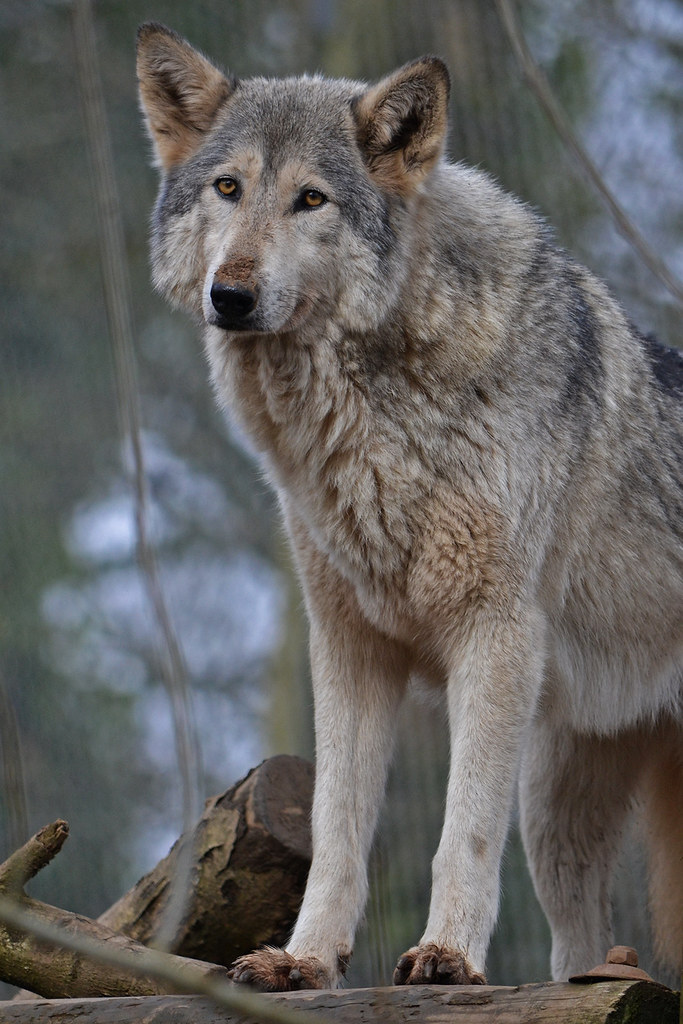 150220 pho Wolf dog, Dartmoor Zoo (85) Wolf Dog, Dartmoor … Flickr