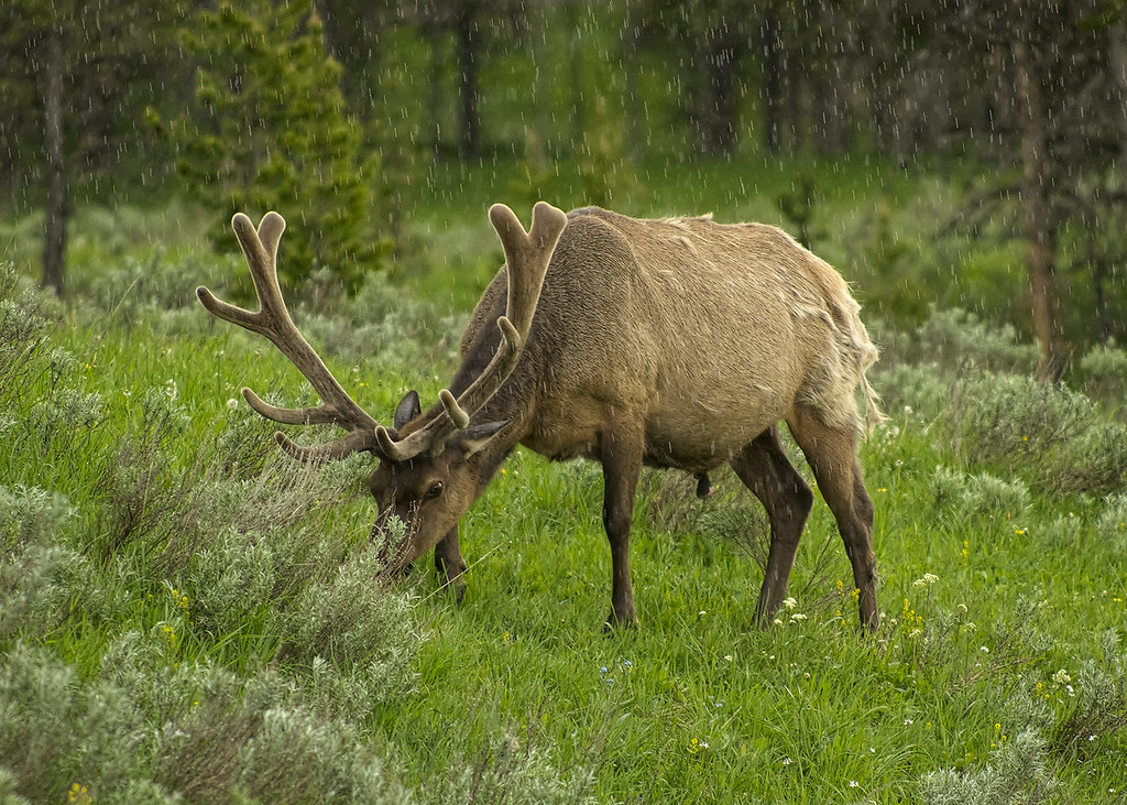 Yellowstone Bull Elk Yellowstone National Park Scott Deshich Flickr