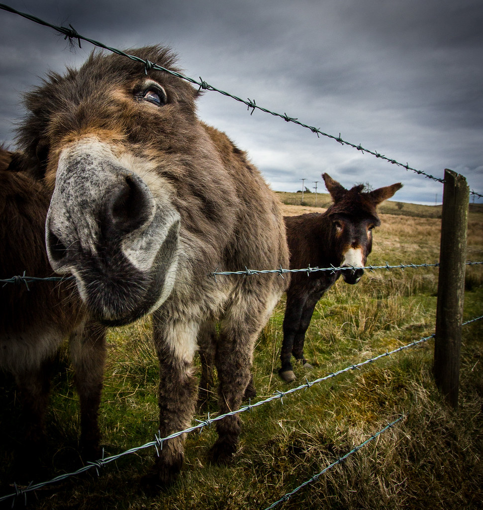 Donkey greedy for chocolate Some donkeys came over to se… Flickr