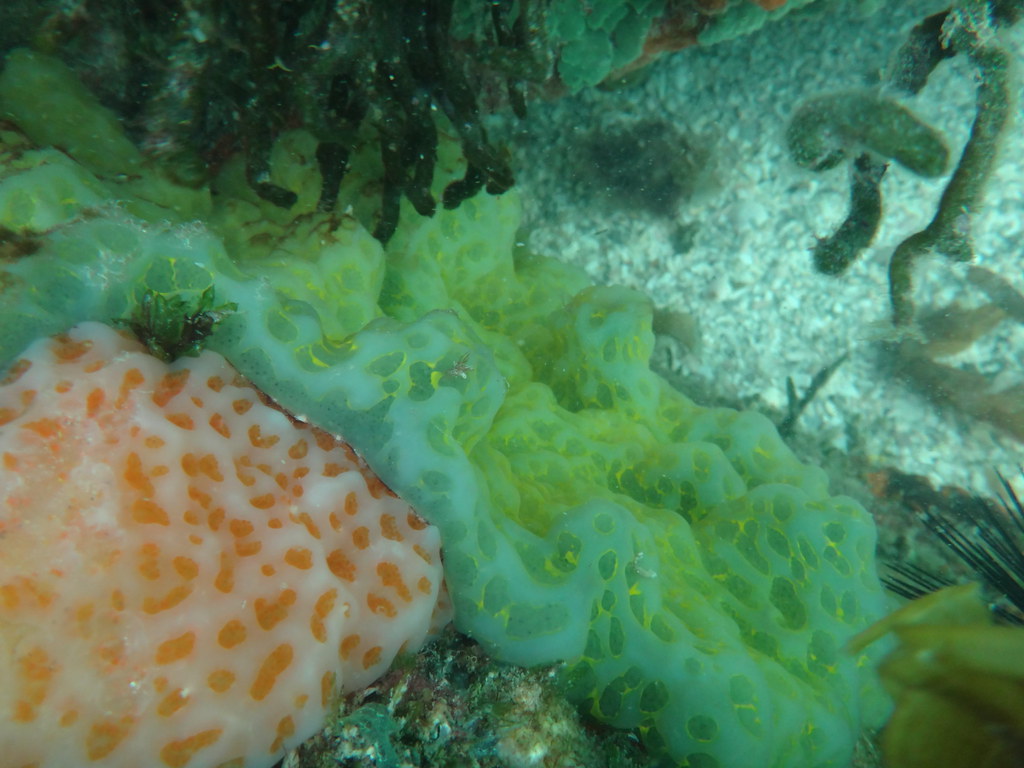 Colonial Tunicates Ft. Dade Rocks Reef, Egmont Key, FL 6/1… Seascout Flickr