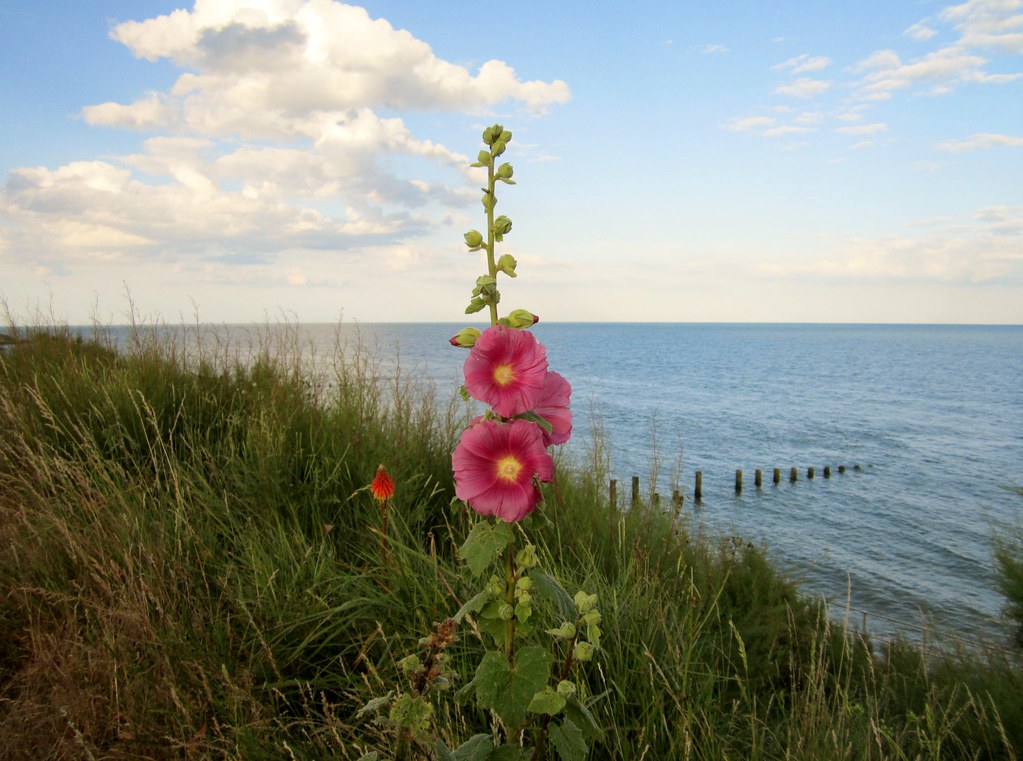 Flower by the Sea Simon Turkas Flickr