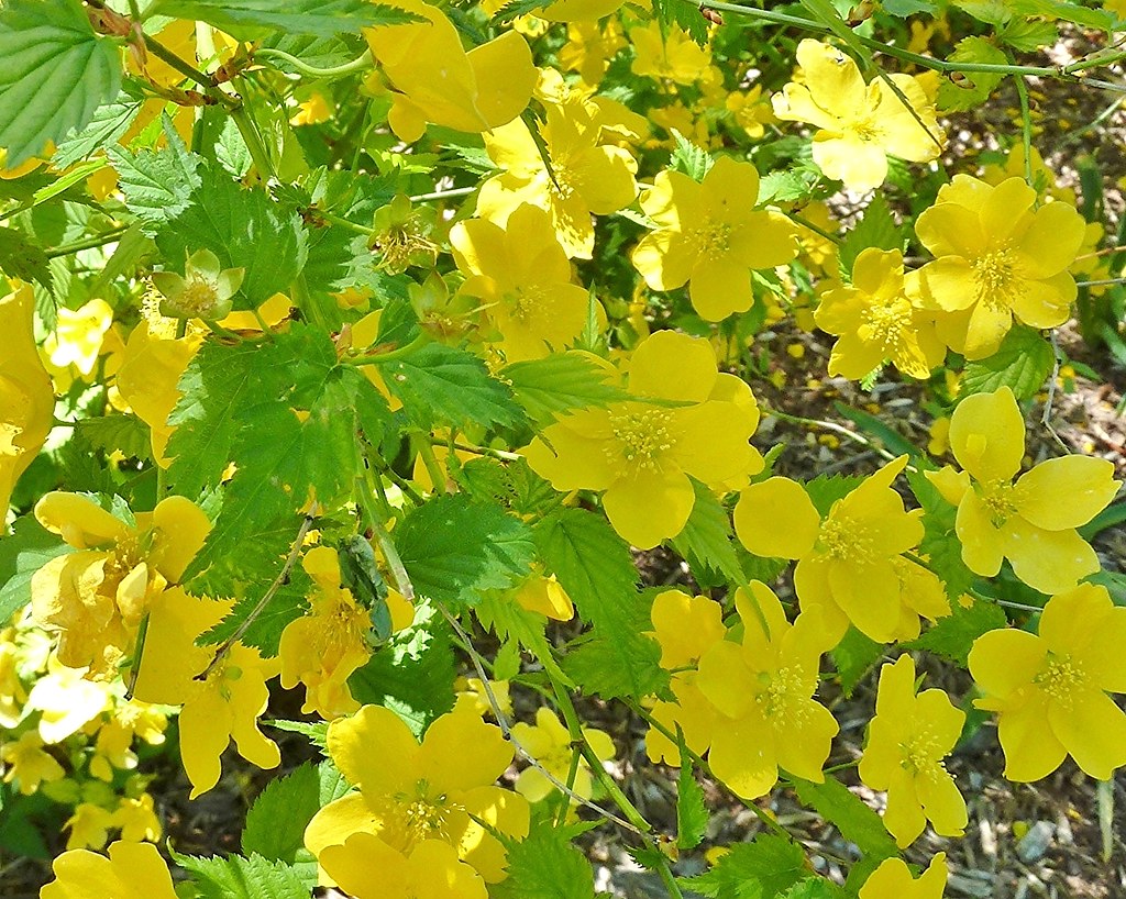 Japanese Rose Bushes applepaydayloanwaak