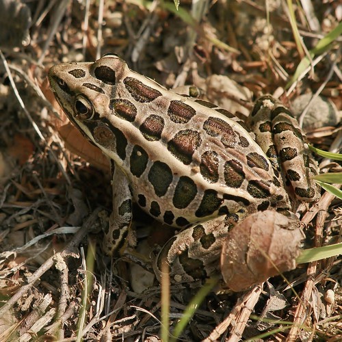 Maine Pickerel Frog Taken in Falmouth Bill Bunn Flickr