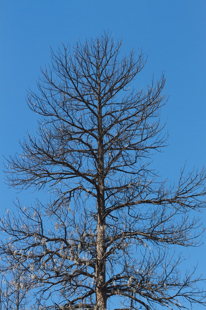 Burnt Ponderosa Pine Alan Levine Flickr