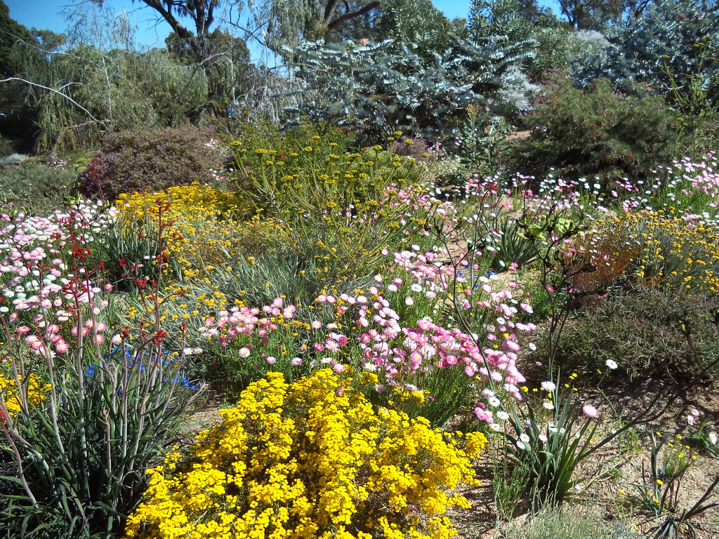 Perth. Western Australian Spring wildflowers in Kings Park… Flickr