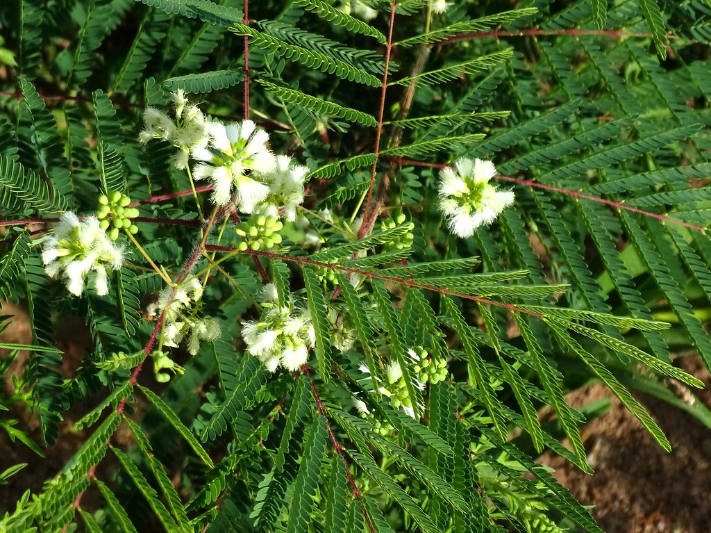Prairie Acacia (Acacia angustissima), Sycamore Canyon, AZ,… Flickr