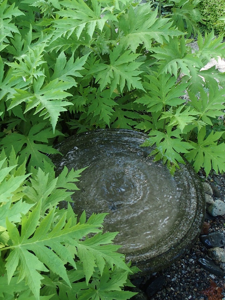 P6280476 Westminster VT Garden Tour garden of Gordon Hayw… Flickr