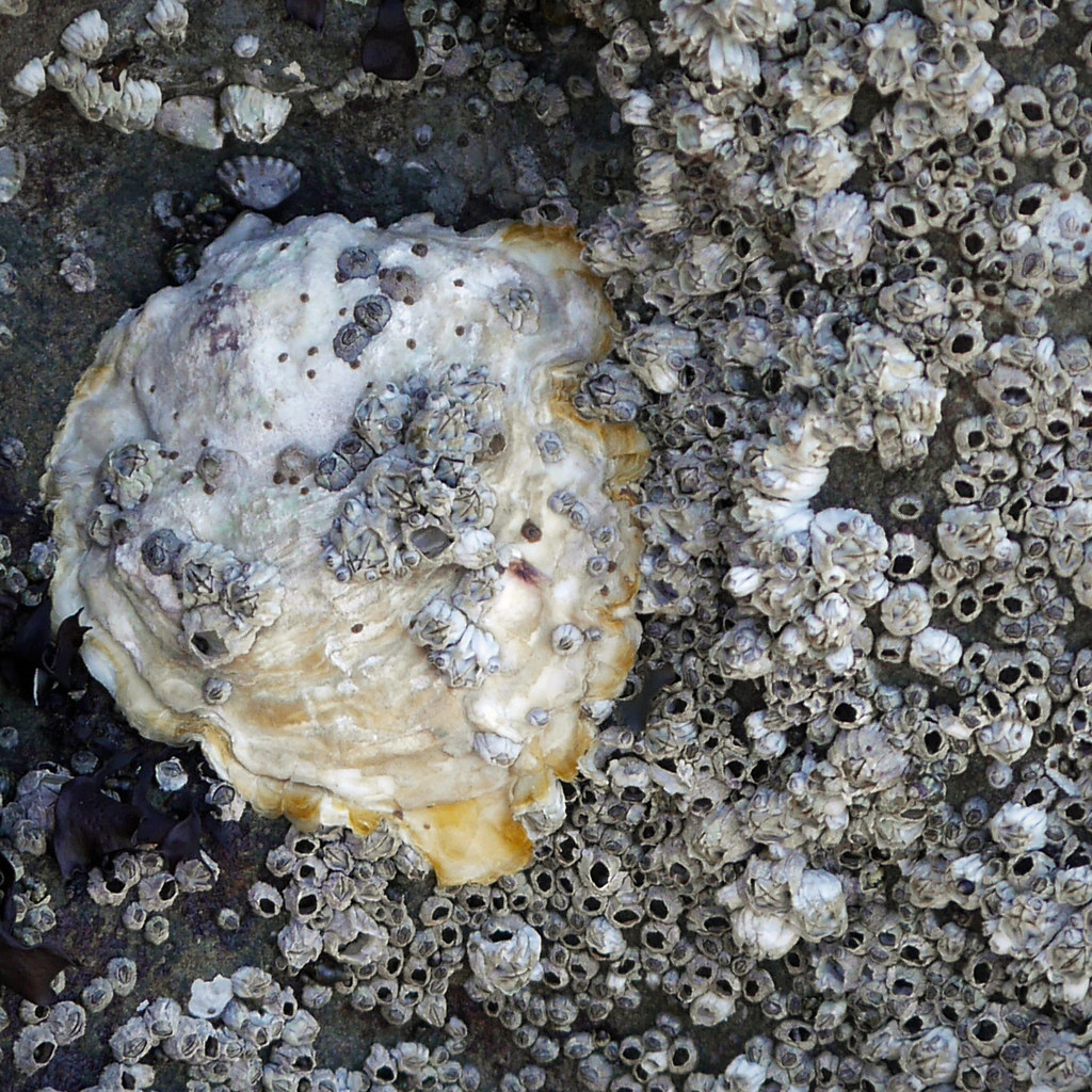 oyster shell gradually part of the surrounding … Flickr