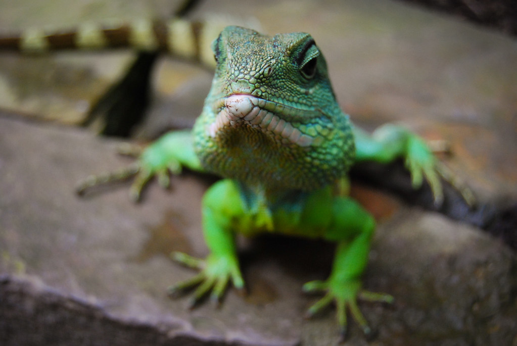 Grüne Wasseragame Male Chinese Water Dragon Physignath… Flickr