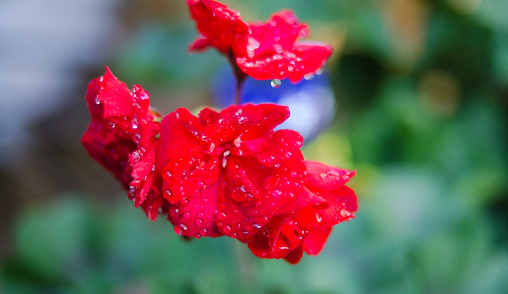 flowers june2015 015 maryellen hodgkins Flickr