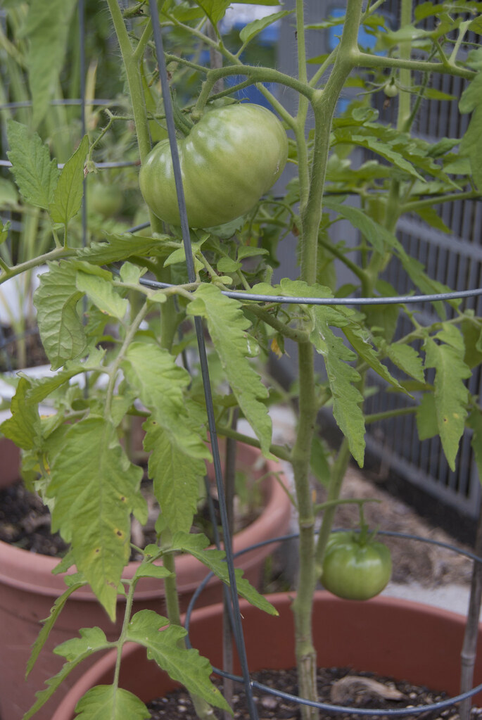 SFG_7_2_14_German Johnson tomatoes Todd Flickr