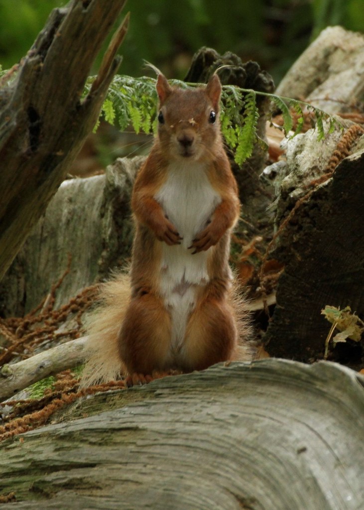RedSquirrelJordanYates25820142042254 Junior Native… Marwell Wildlife Connecting