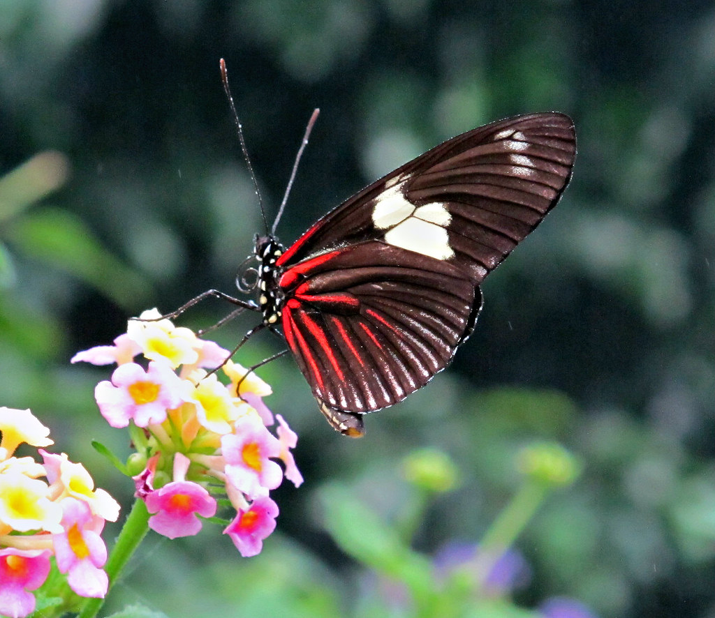 Butterfly, Lewis Ginter Botanical Garden IMG_1038 Butterfl… Flickr