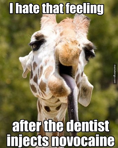 Giraffe takes trip to the dentist Flickr