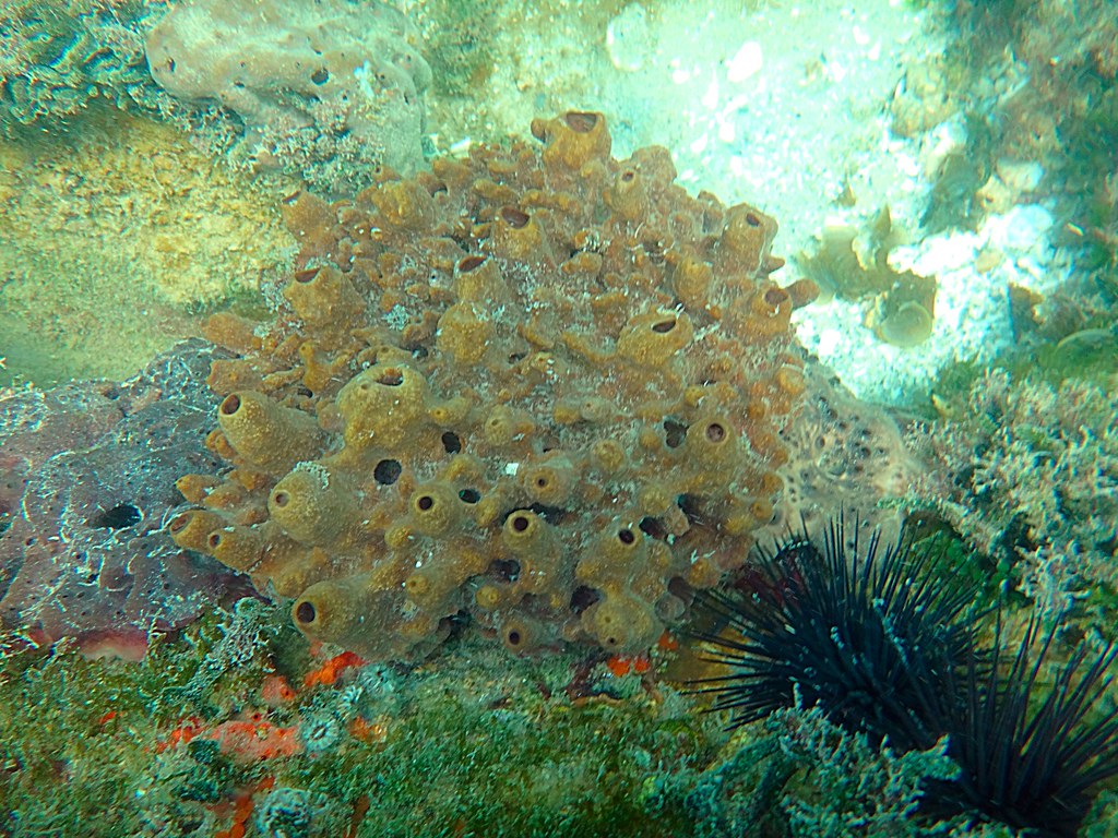 Brown Sponge Ft. Dade Rocks Reef, Egmont Key, FL 6/7/201… Seascout Flickr