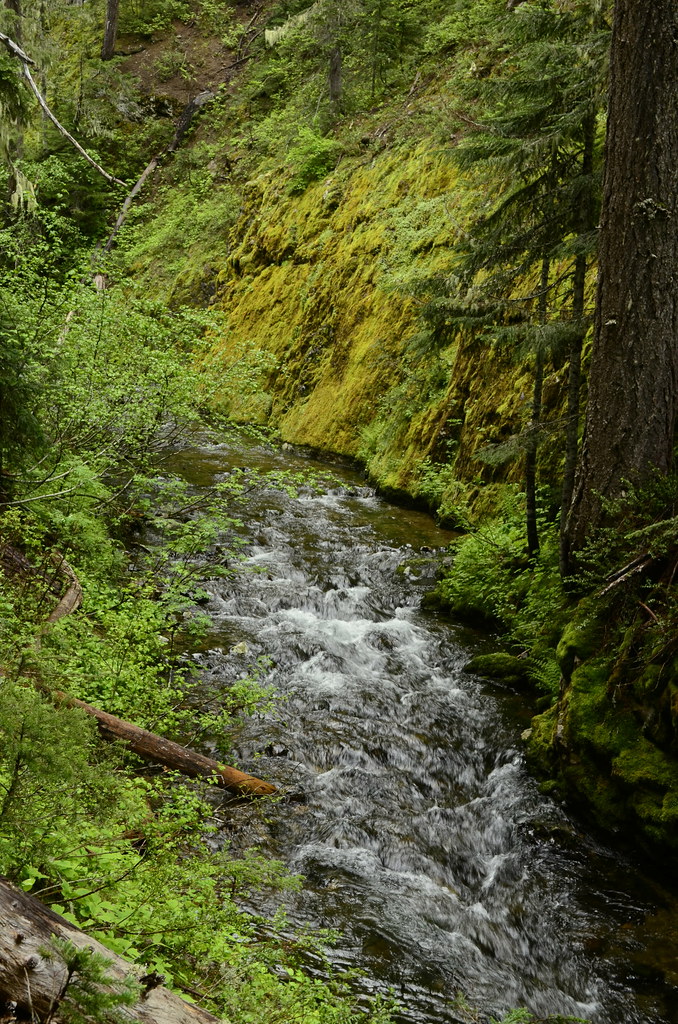 Moist Mossy Silver Creek Valley Seattle.roamer Flickr
