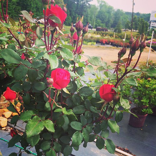 Fb6 Wholesale Nursery Flickr