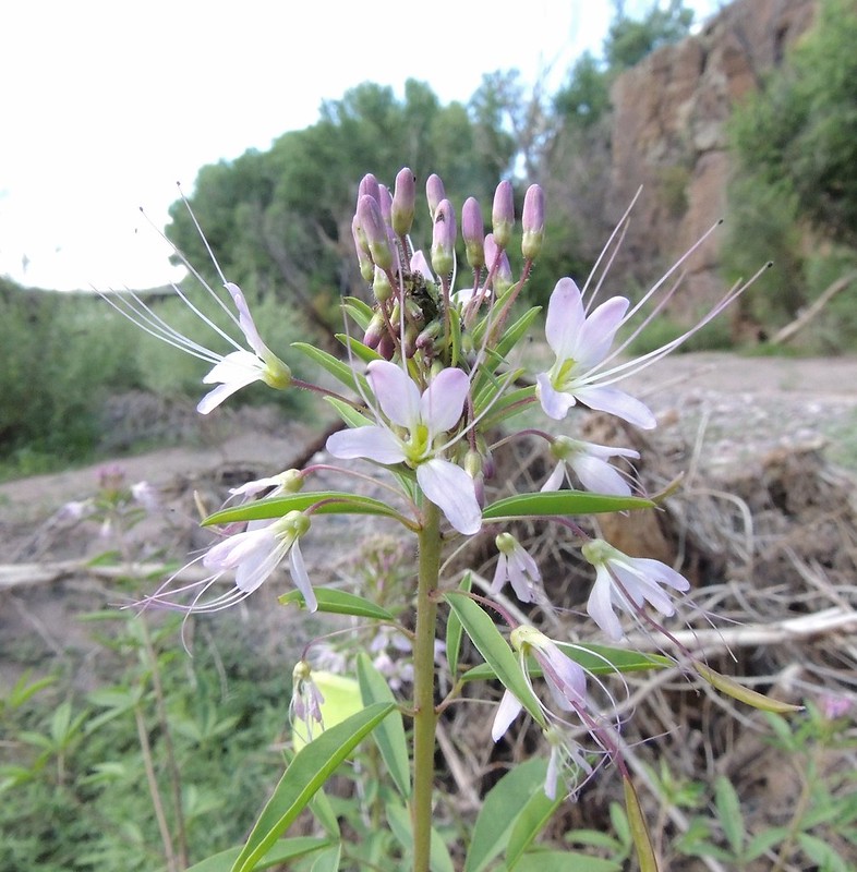 Cleome Family (Cleomaceae) Flickr