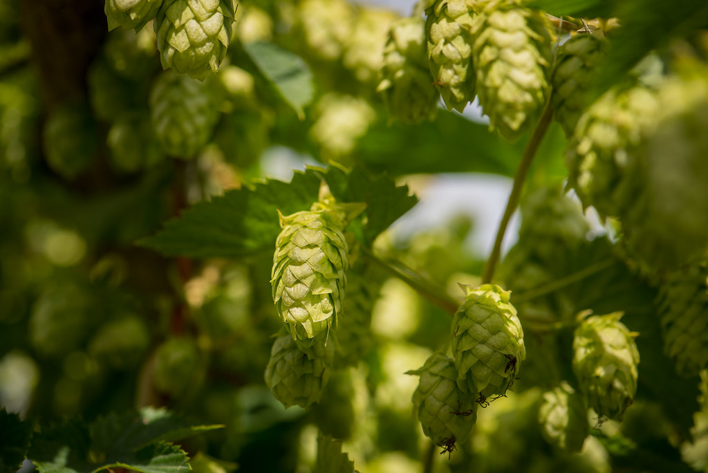 Hops Hops growing in a garden. Michael Gabelmann Flickr