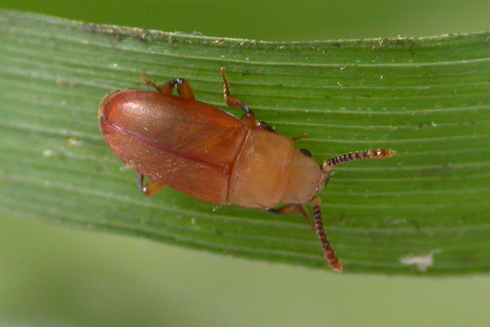 Antherophagus pallens Rindle wood, Astley Moss 27.6.15 Flickr