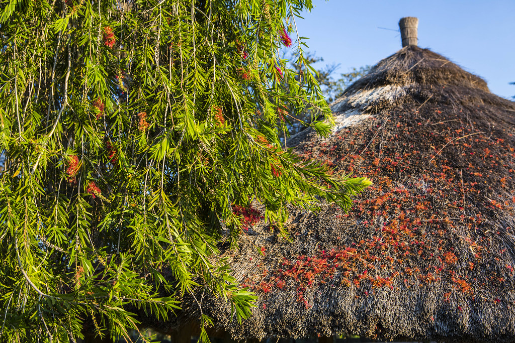 4Y1A0803 Kalimba Reptile Park, Lusaka, Zambia Ninara