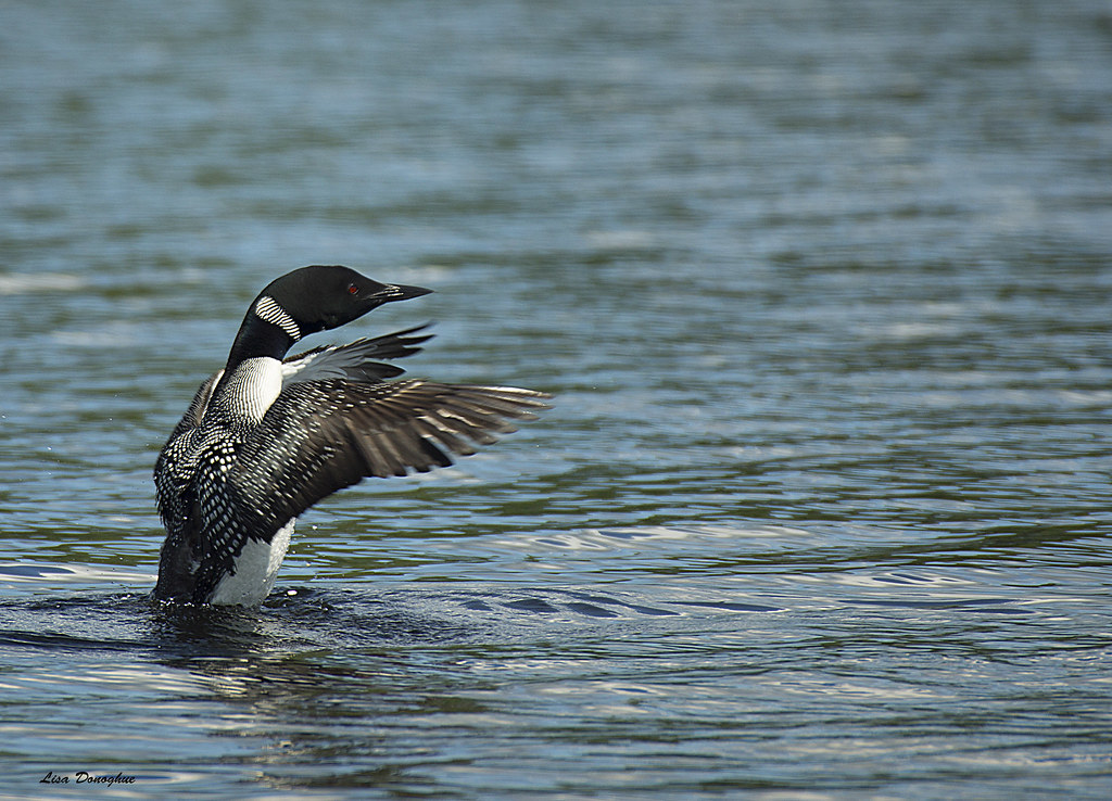 Common Loon They say there are generally only 2 loons on a… Flickr