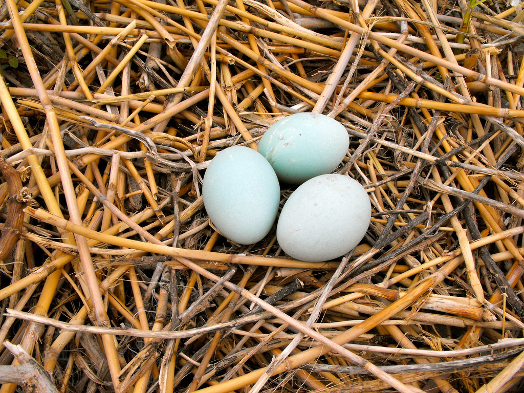 Skimmer Island Skimmer Island in Isle of Wight Bay, Maryla… Flickr