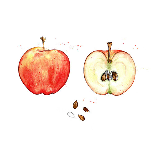 Apples! Gala Apple Sliced + Seeds www.amyholliday.co.uk Flickr