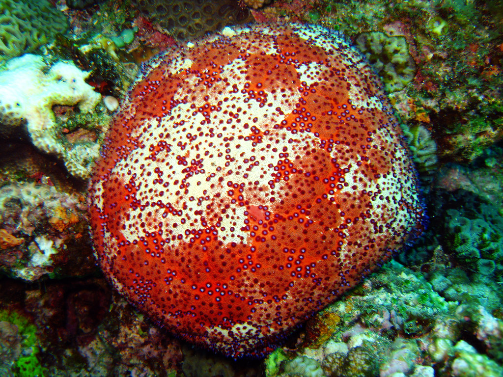 Scuba Diving Okinawa 2014, Toilet Bowl, pincushion starfi… Flickr