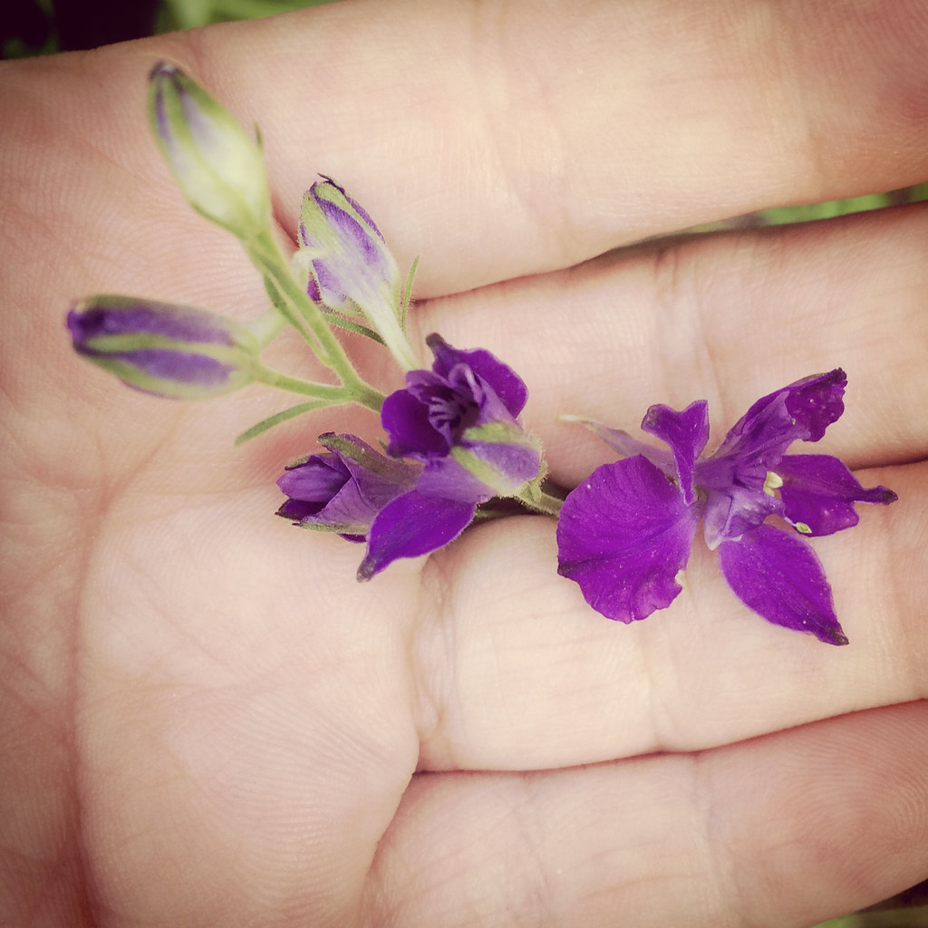 Flower Shelly Flickr