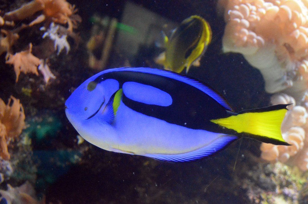 Royal blue Tang (Paracanthurus hepatus) Baltimore Aquarium… Flickr