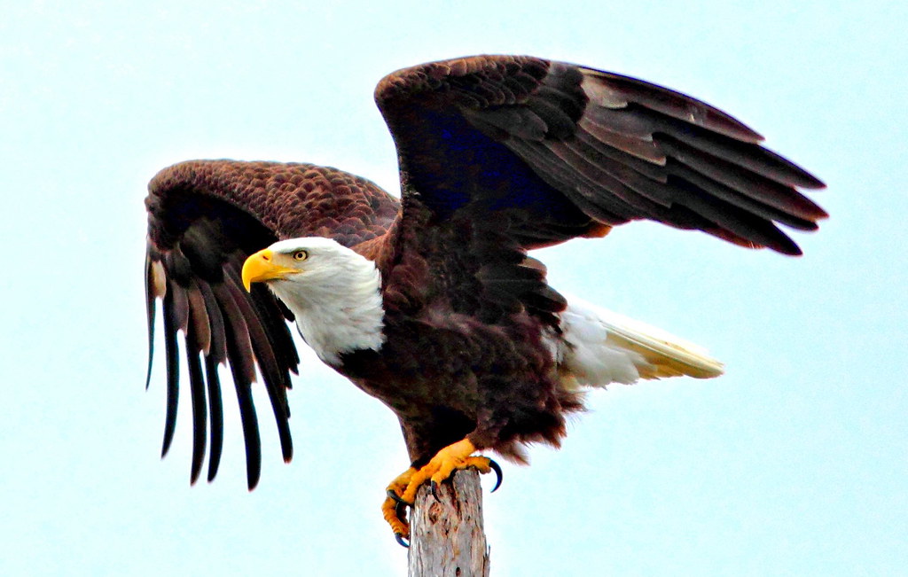 Bald Eagle spreading wings CROP HDR 20120116 HDR from one … Flickr