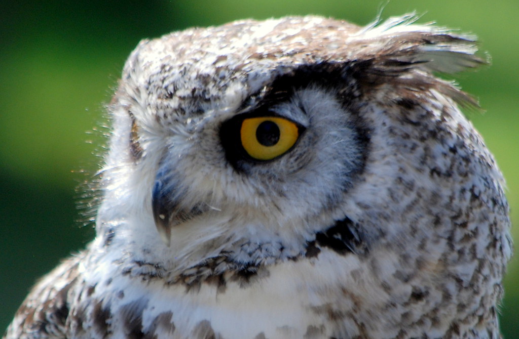 THE OWL IS FRIGHTENED AND SCARED OF TWO BALD HEADED EAGLES… Flickr